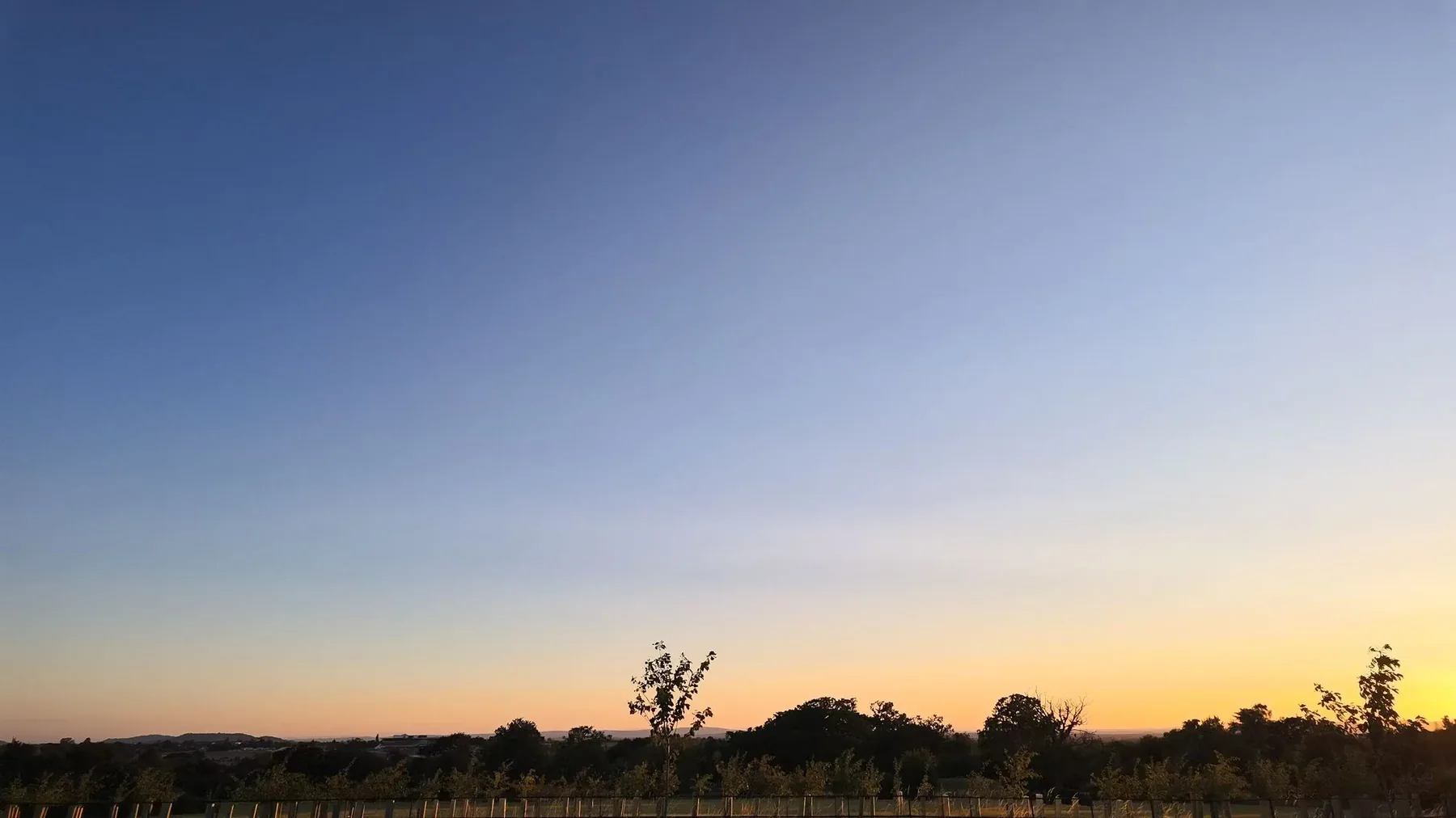 The last pink and blue light over the trees.