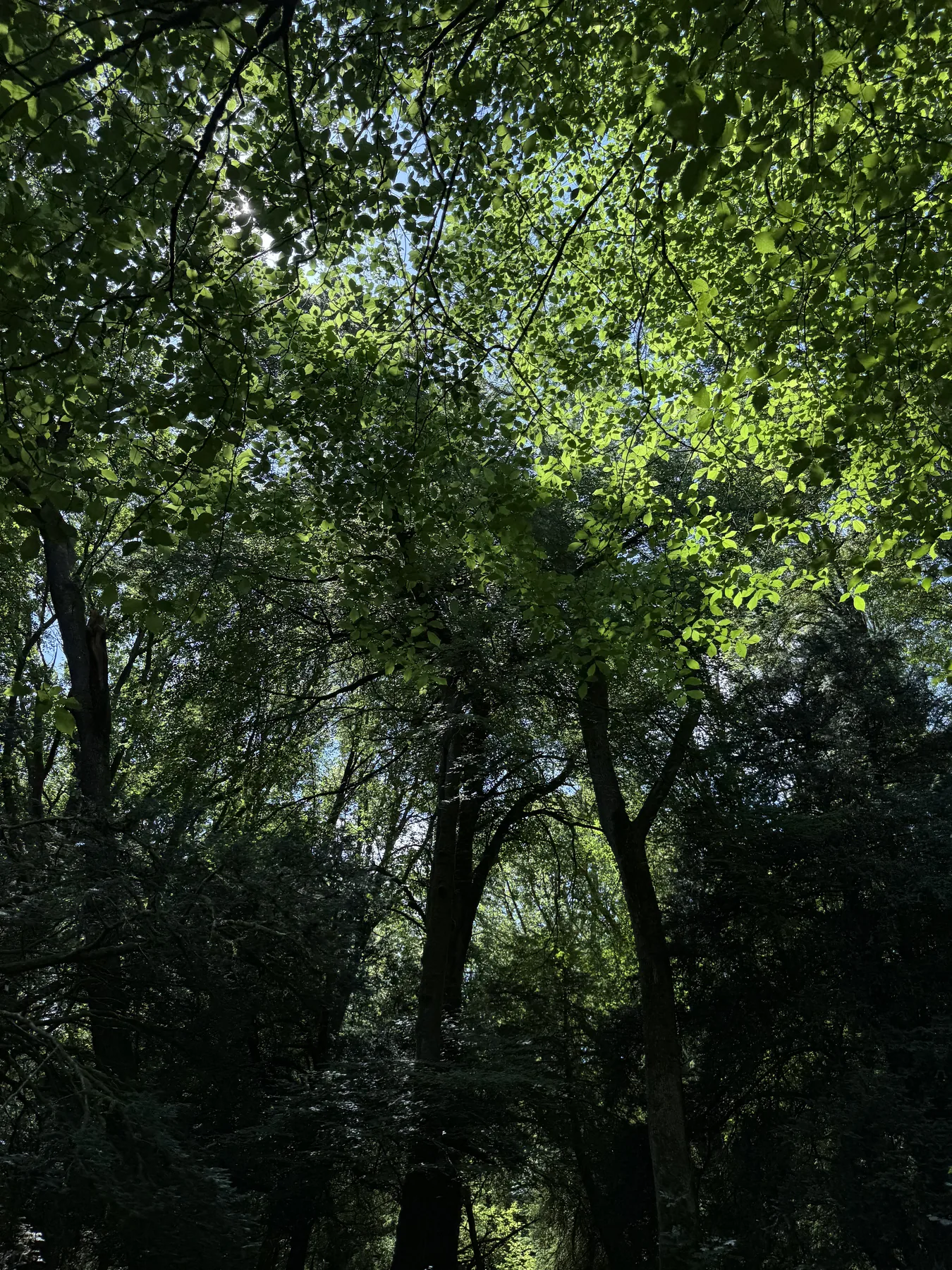 Sunlight finding its way through the leaves.