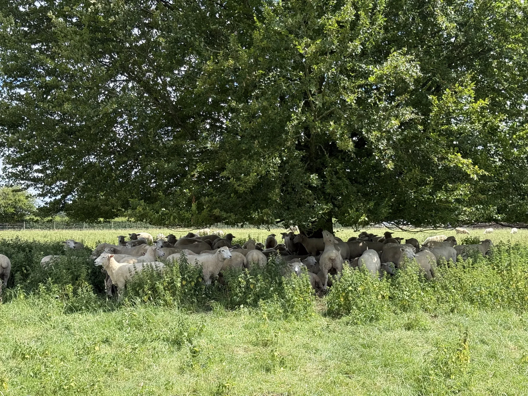Sheep, shade and a very good tree nearby.